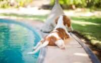 can all dogs swim