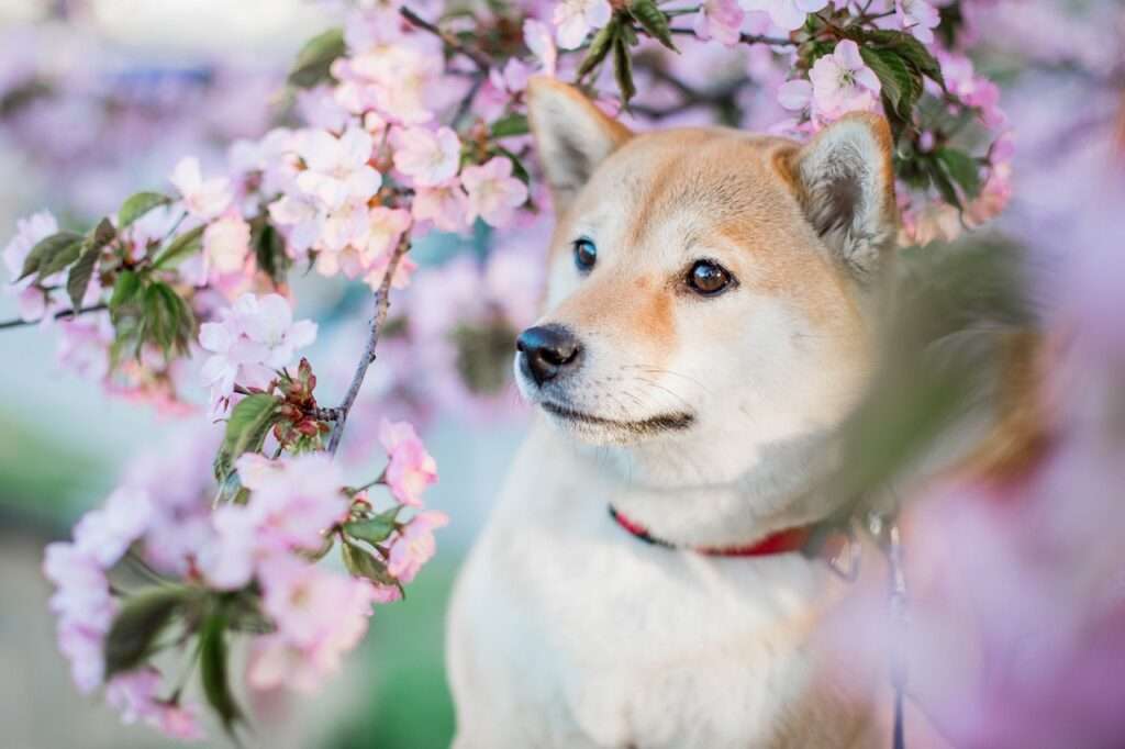 cute japanese dog names