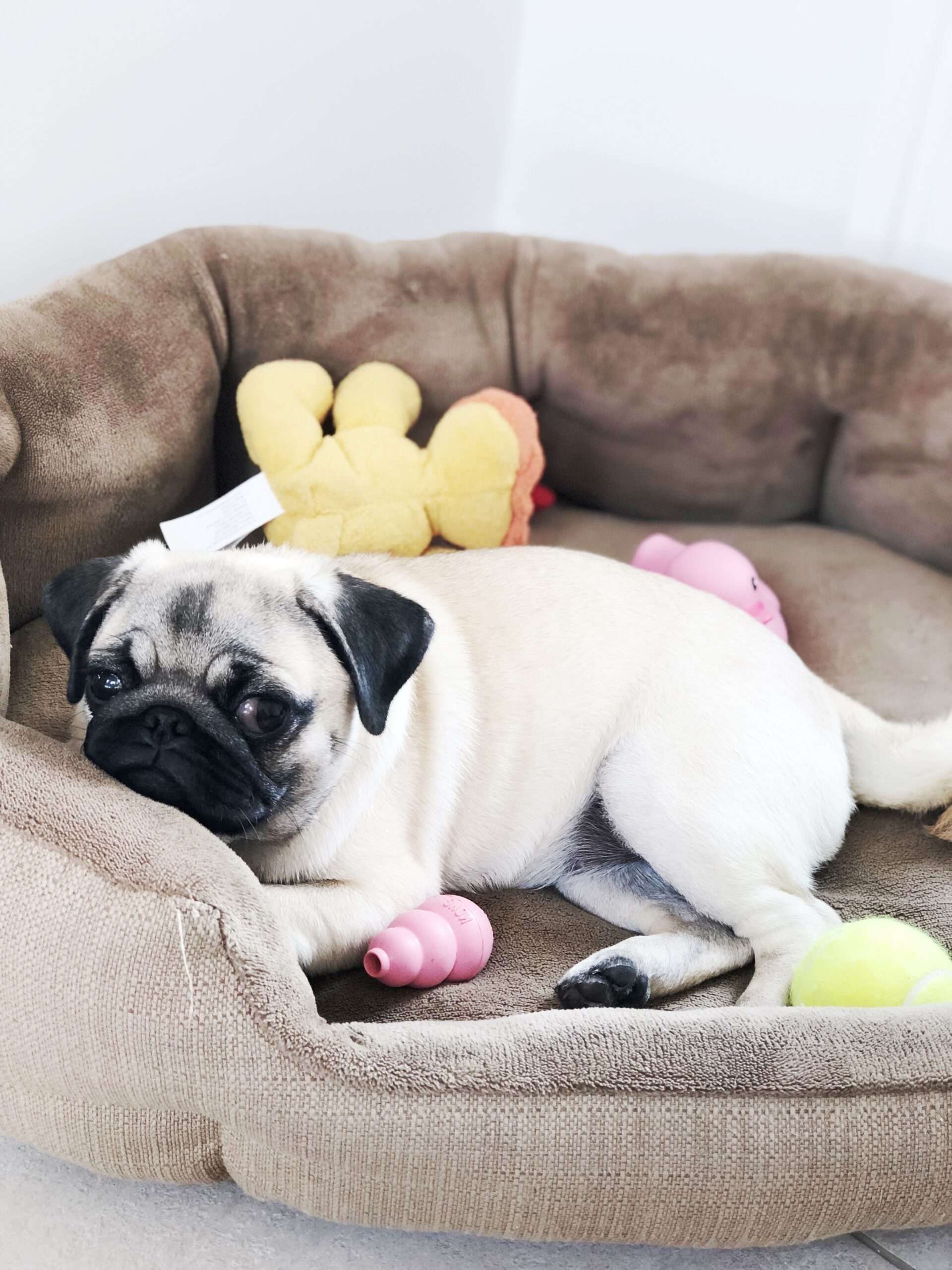 Until What Age Should a Dog Sleep in a Crate? An Expert