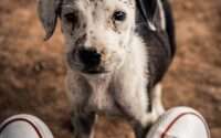dog losing hair in patches and scabs