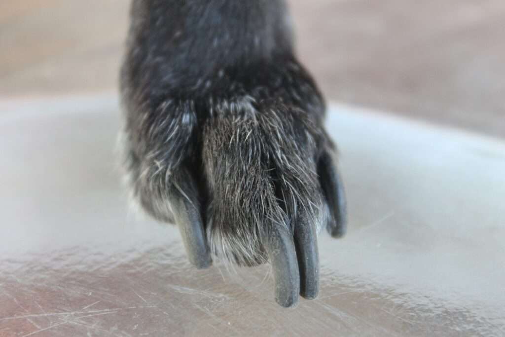 What to Do if Your Dog's Paws Have Redness | Canna-Pet
