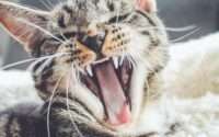 how many teeth do cats have