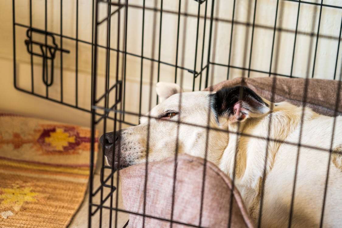 Until What Age Should a Dog Sleep in a Crate? An Expert