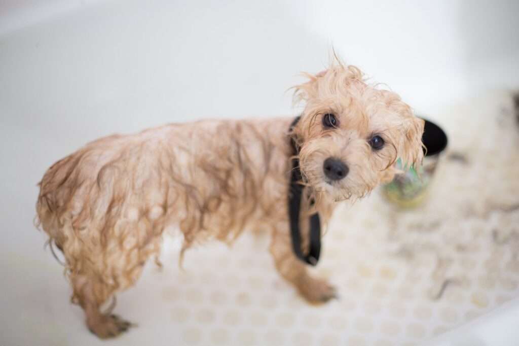 how to get rid of fleas on dogs