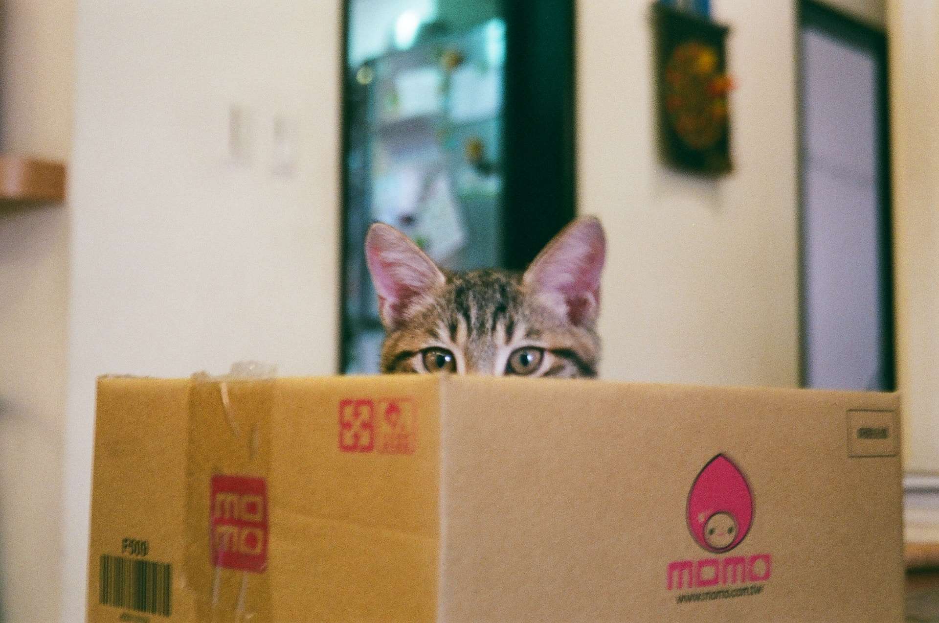 Why Do I Love My Cat So Much? The Astonishing Truths Behind Our Feline