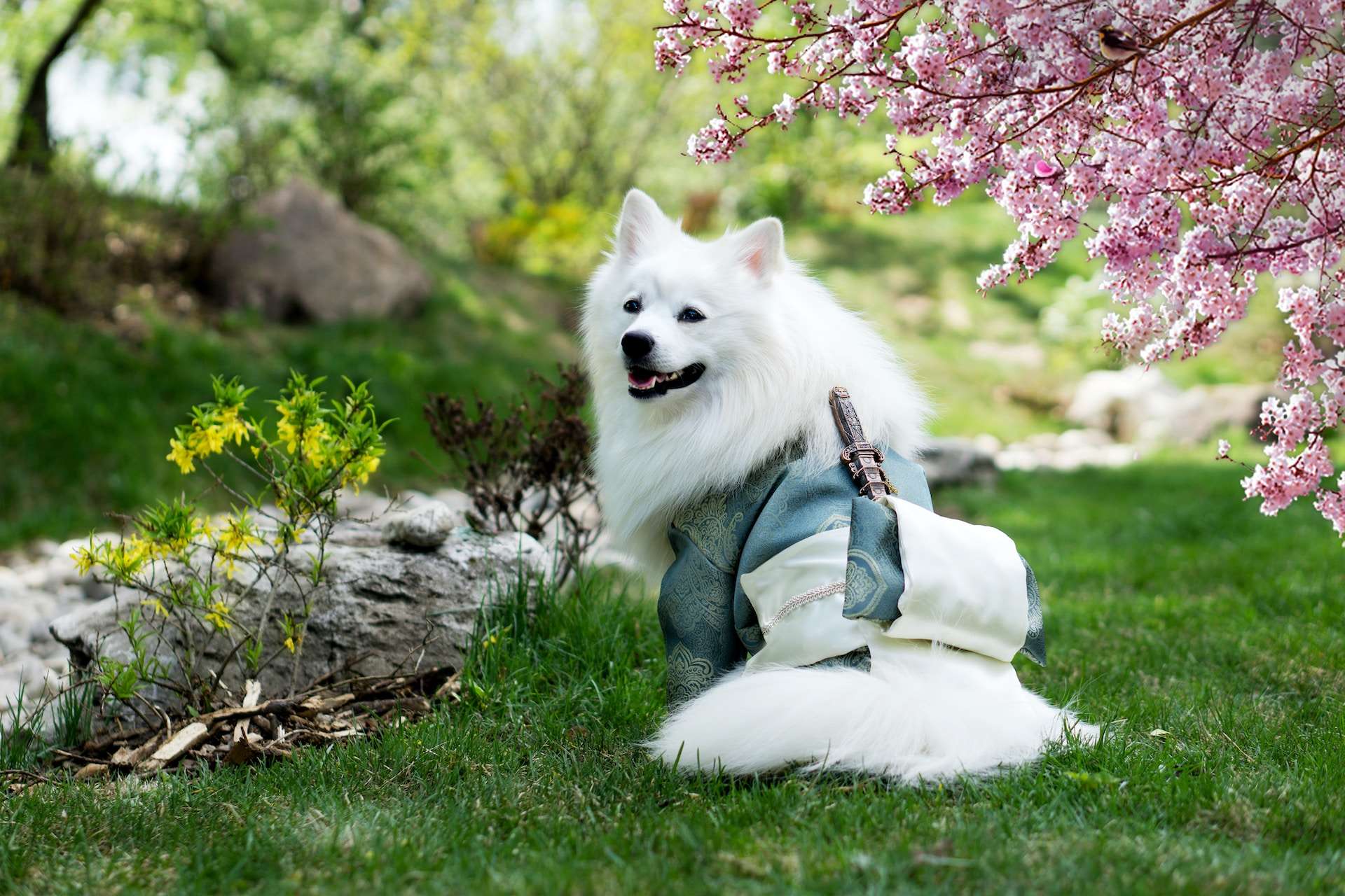 Japanese dog on sale names