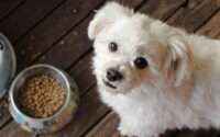 what can i feed my dog instead of dog food