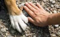 what dogs have webbed feet