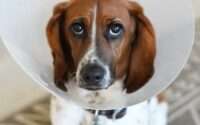 when to take cone off dog after neuter