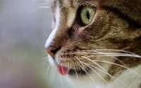 why do cats stick their tongue out