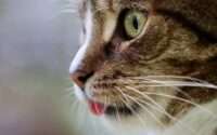 why do cats stick their tongue out