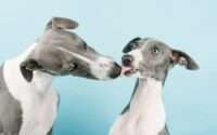 why do dogs lick each other