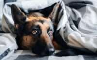 german dog names