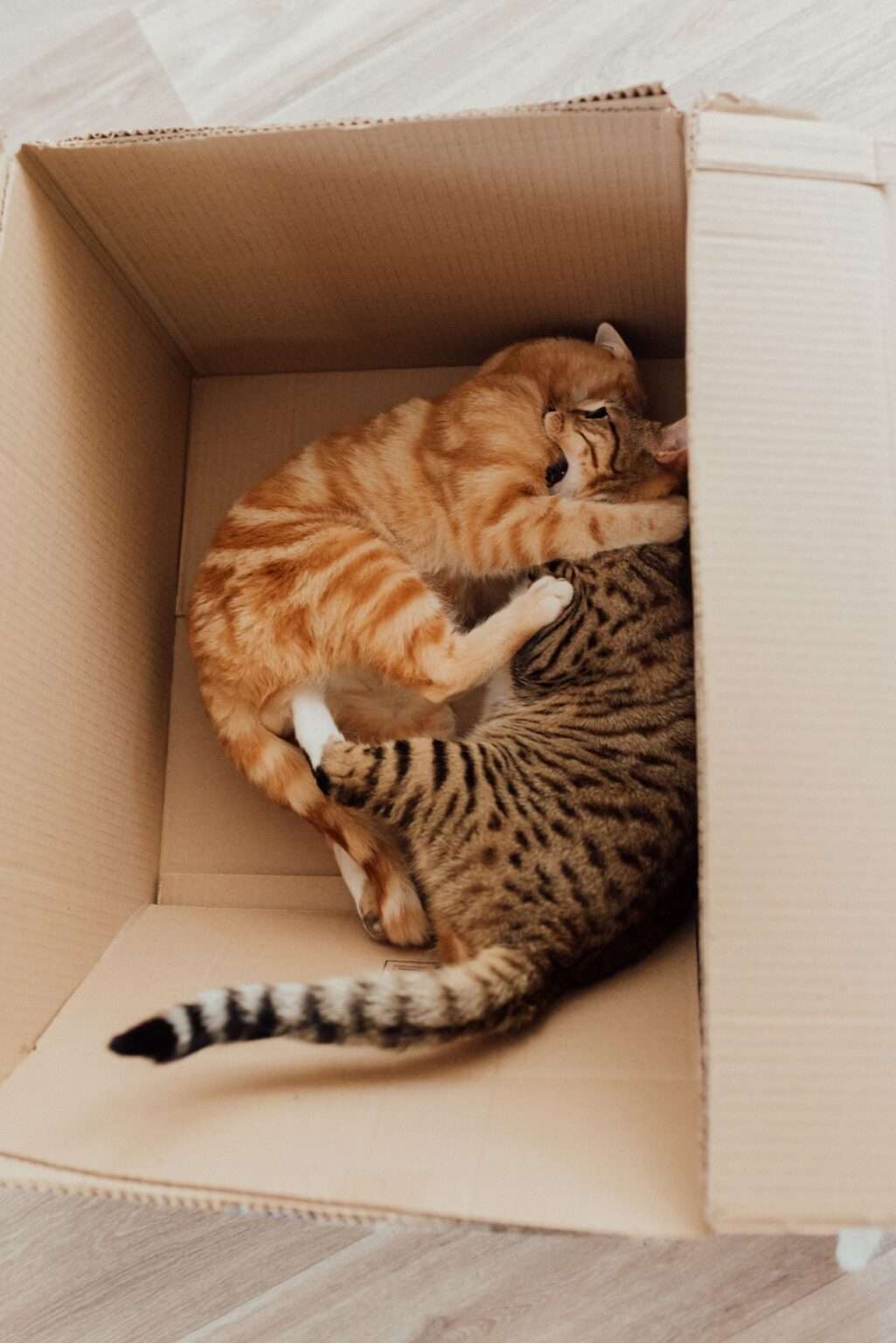 How Do Cats Have Sex? Exploring the Intricacies of Feline Mating BarkLikeMeow