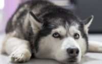 how long do huskies live