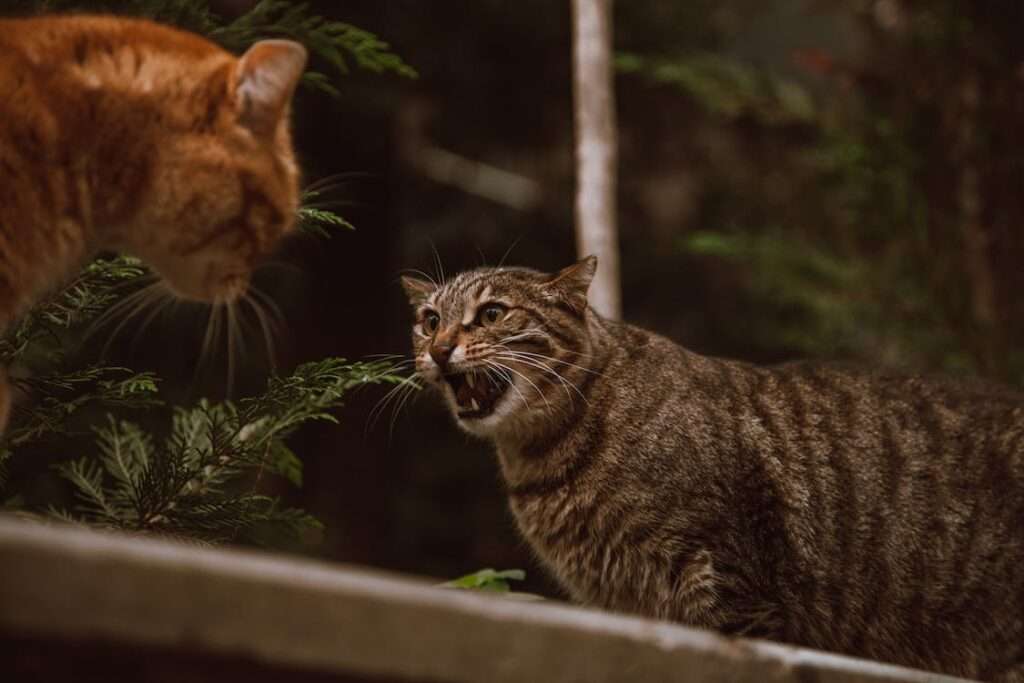 how much hissing is normal when introducing cats