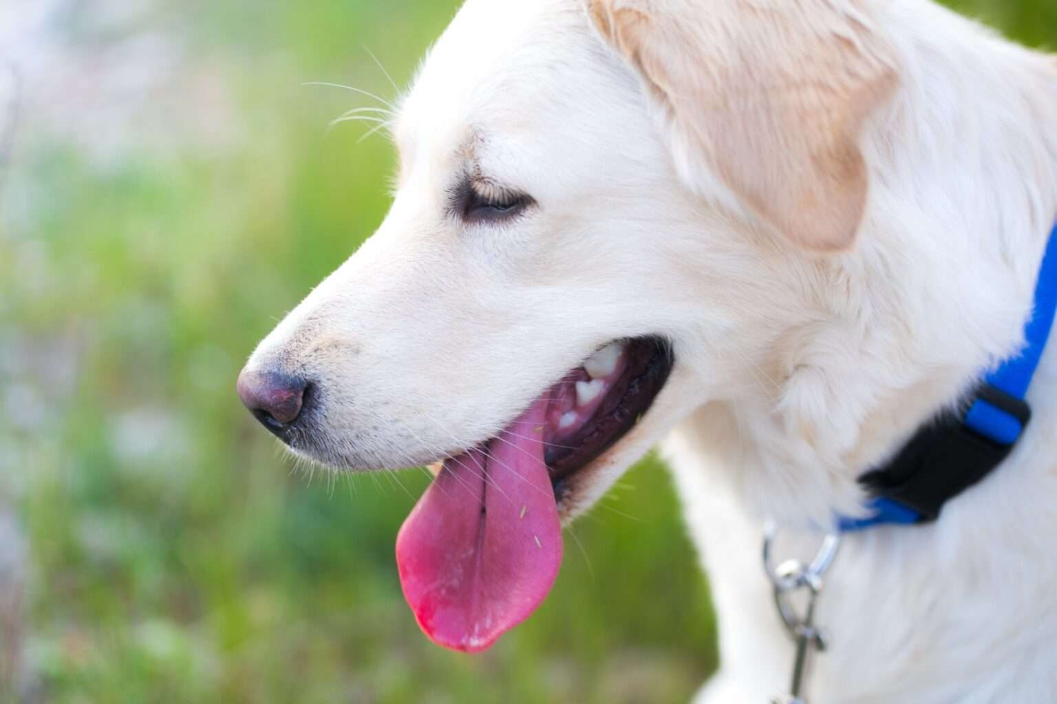 White Labrador: The Ultimate Guide to Personality, Care, and More ...