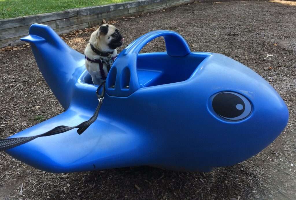 how much is it to fly a dog