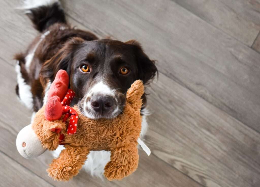 how much to fly a dog