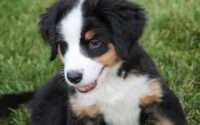 mini bernese mountain dog