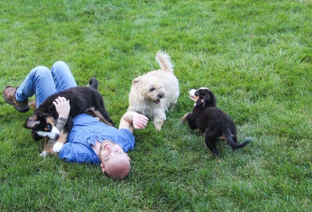 mini bernese mountain dog fully grown