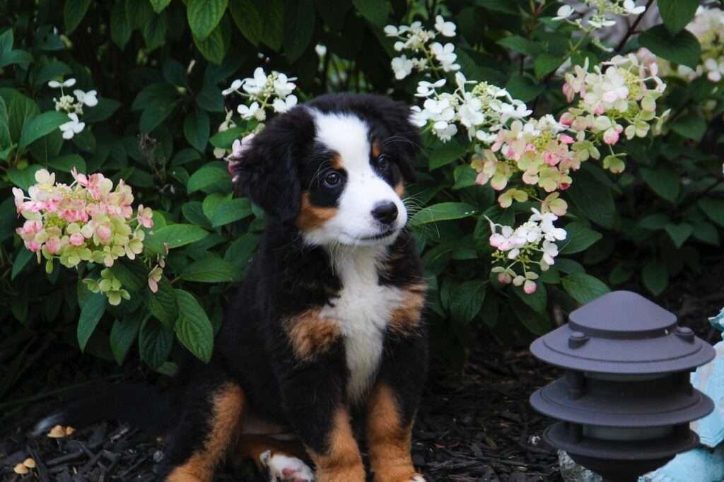 mini bernese mountain dog size