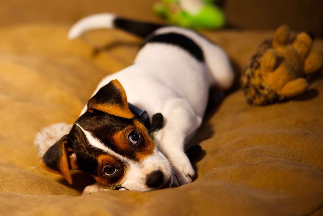 From Hyper To Relaxed Discover When Do Puppies Calm Down And How To