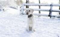 white labrador