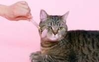 why are cats so cute