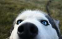 why are huskies so dramatic