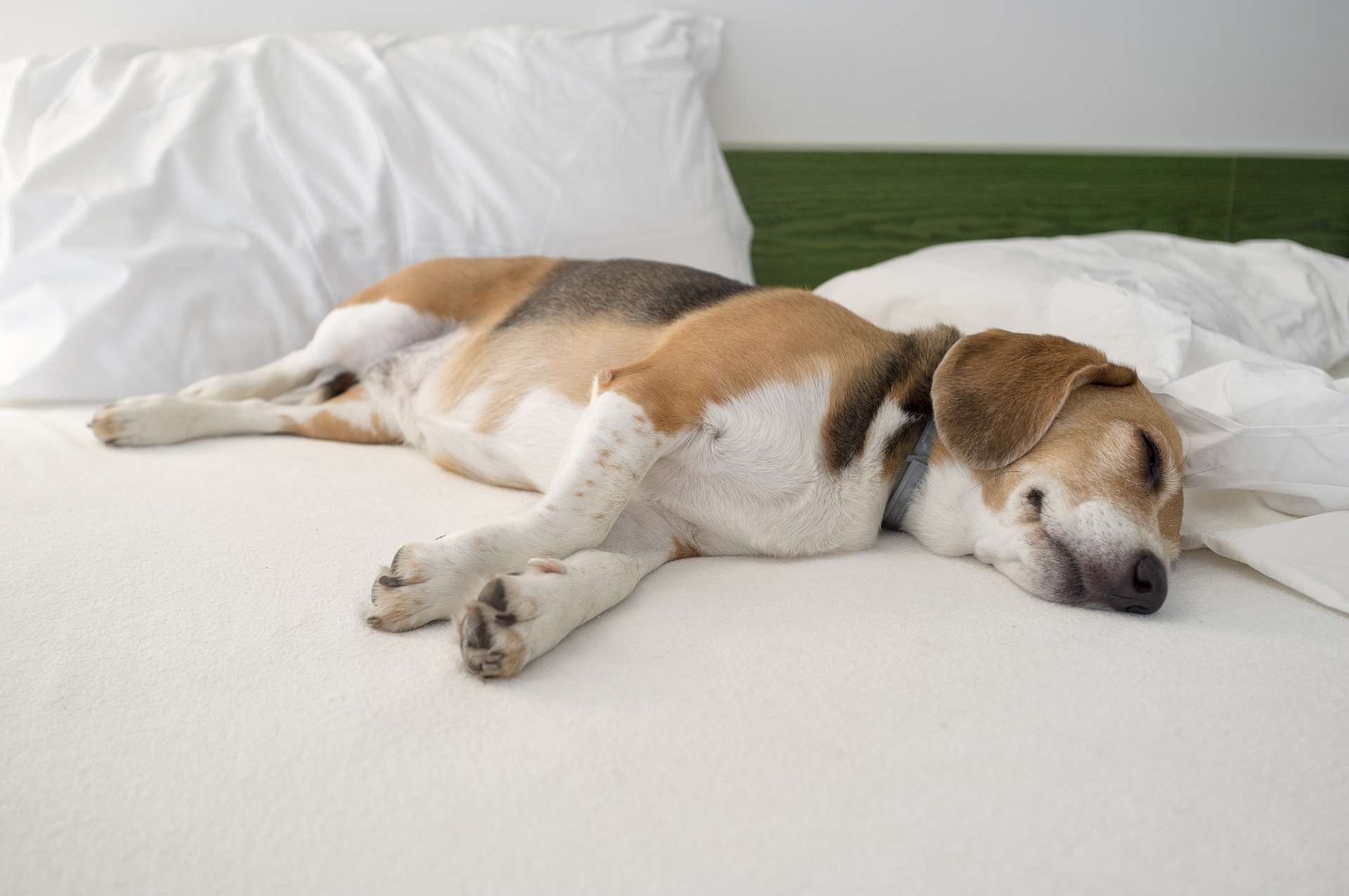 Why Do Dogs Put Their Bum Towards You When Sleeping