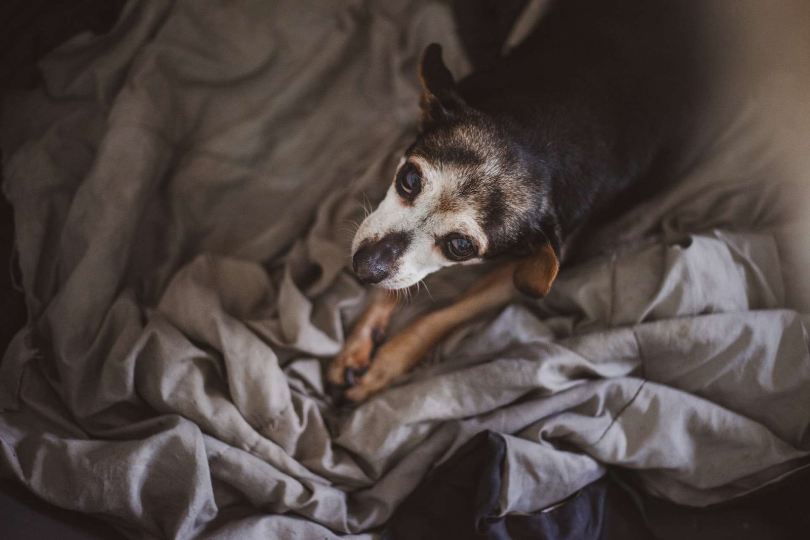 Do Dogs Know When They Are Dying? How to Recognize the Signs - BarkLikeMeow