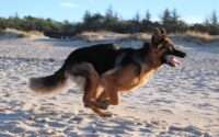 how fast can a german shepherd run