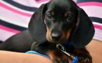 how long do dachshunds live