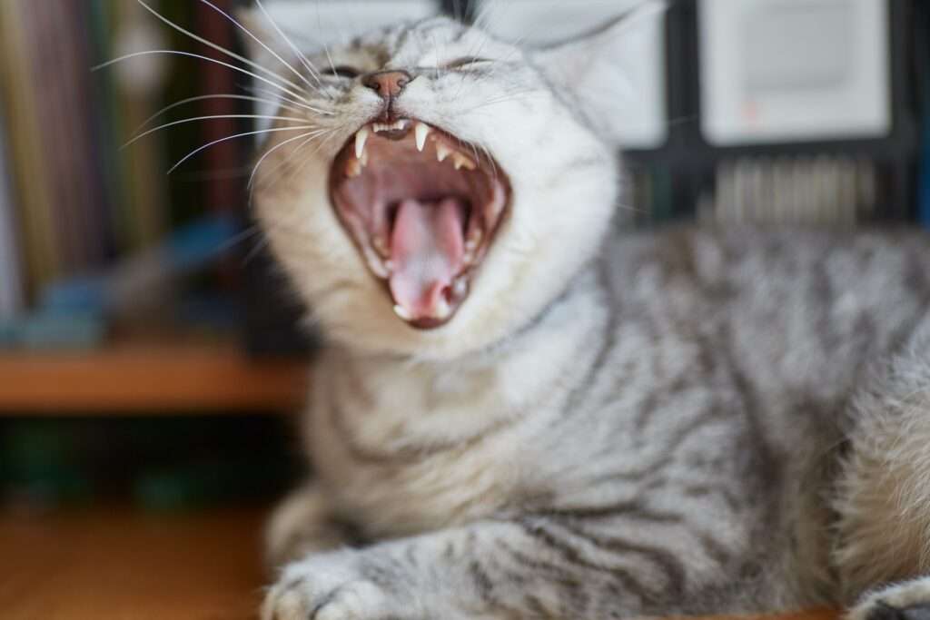 how many teeth does a cat have