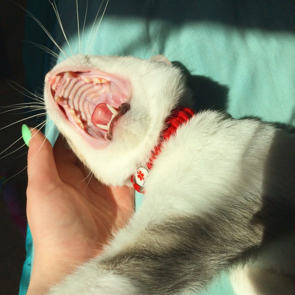 how to clean a cats teeth