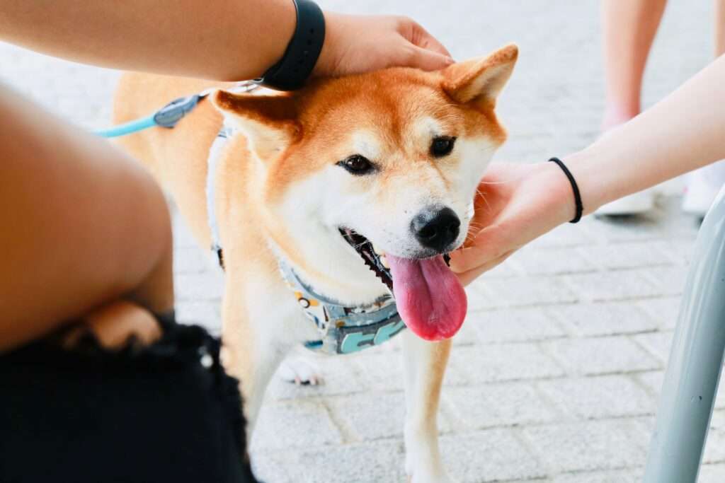 shiba inu dog breed price