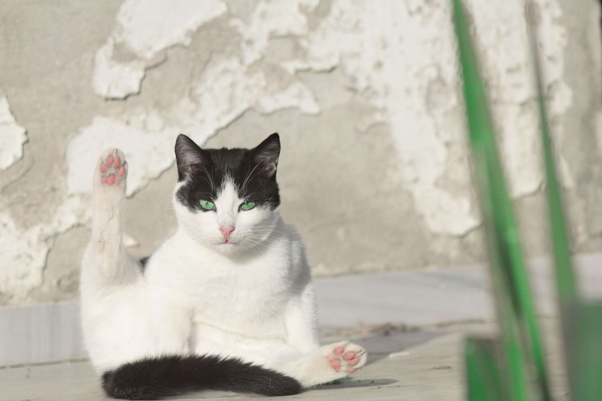 When Do Male Cats Start Spraying? Understanding the Causes and