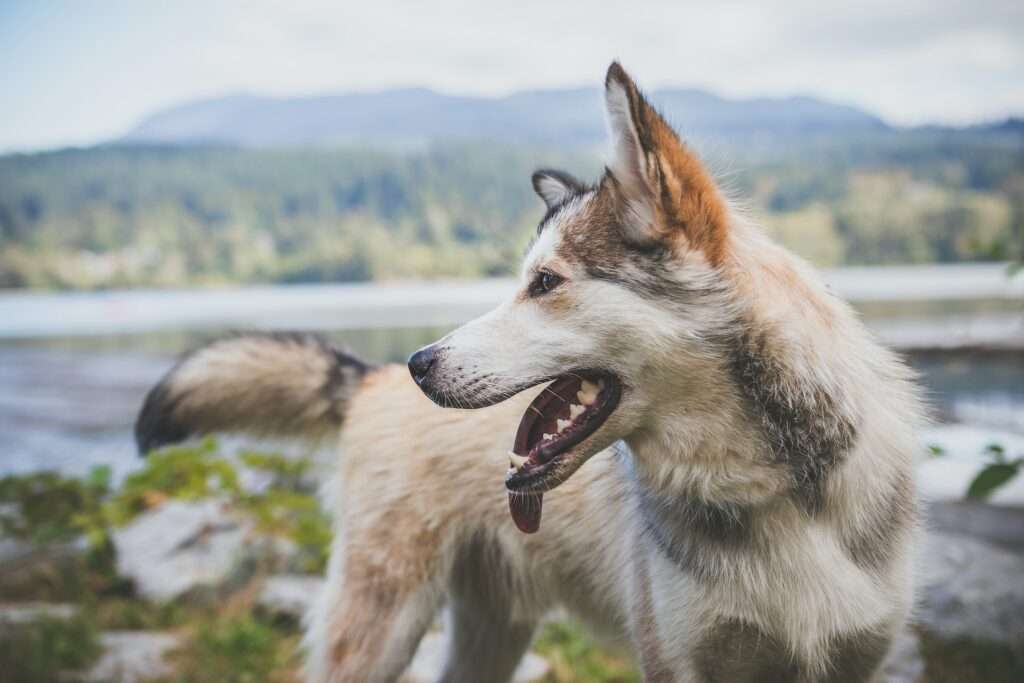 what does it mean when dogs ears are back