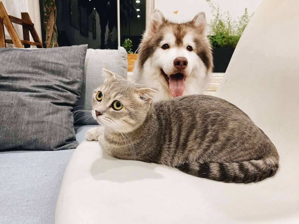 why do dogs and cats hate each other
