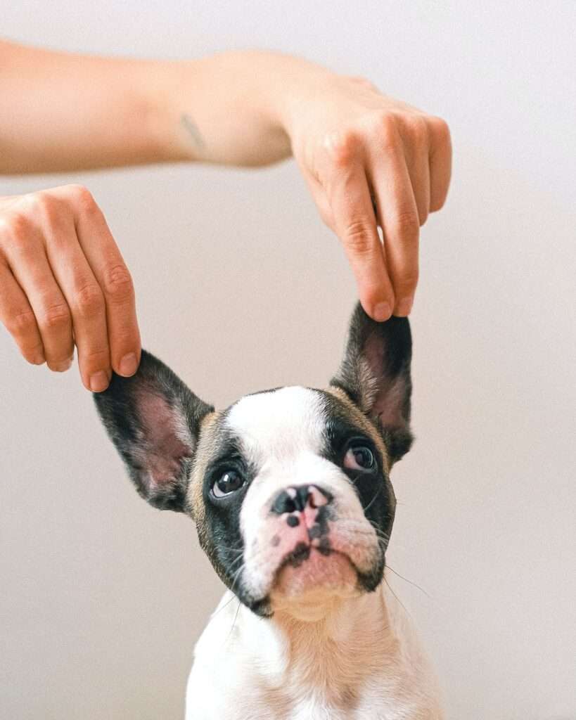 why do dogs put their ears back