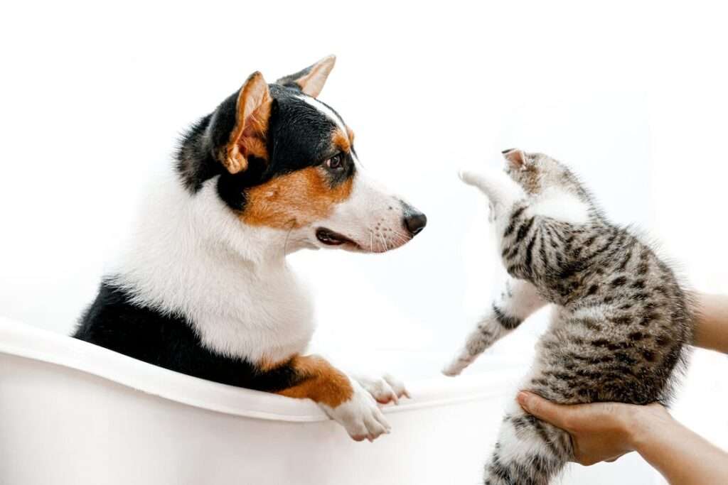 why does dogs and cats hate each other
