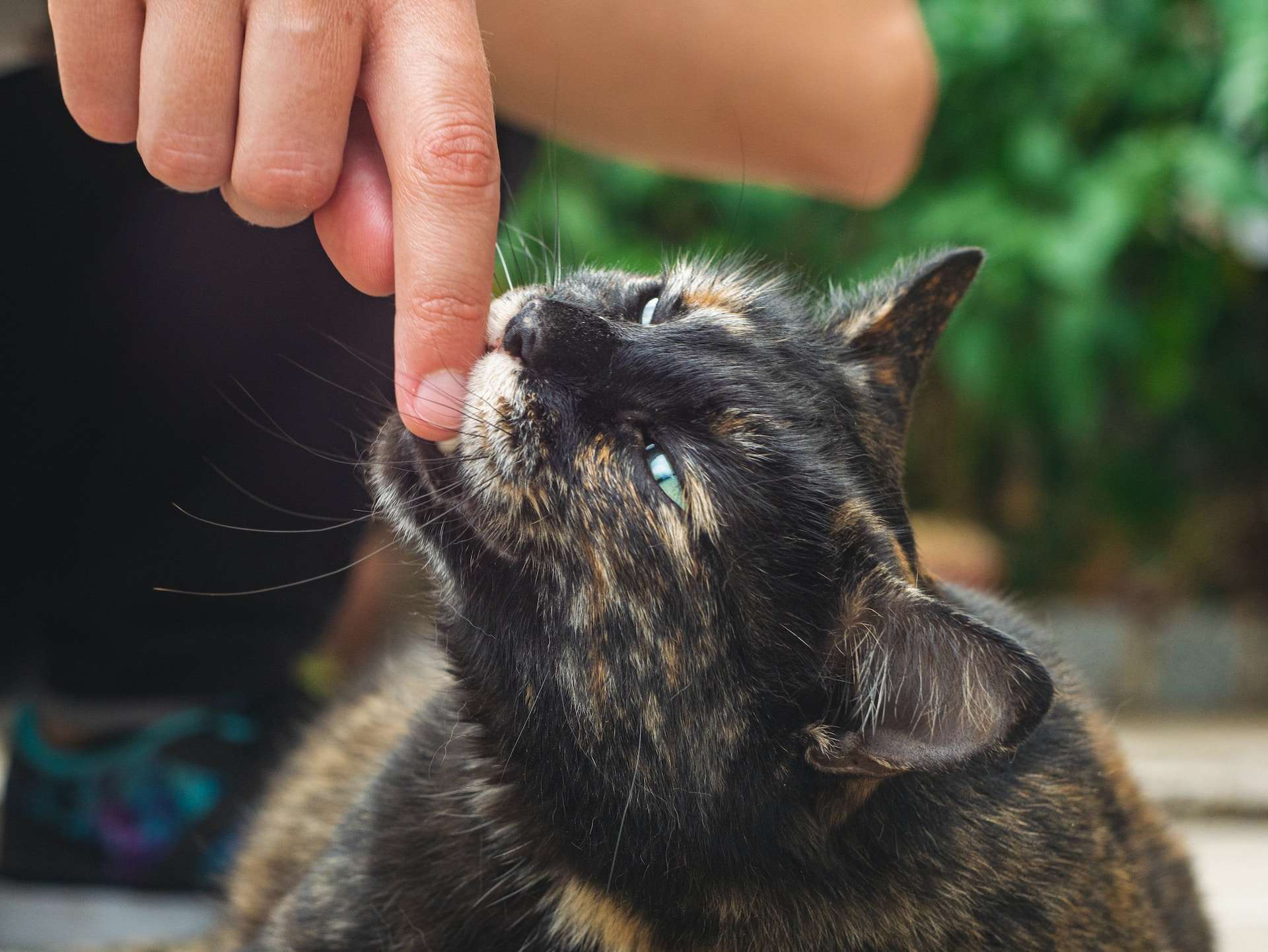 Why Does My Cat Bite Me Gently While Purring Cracking The Code