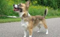 how soon can i walk my dog after neutering