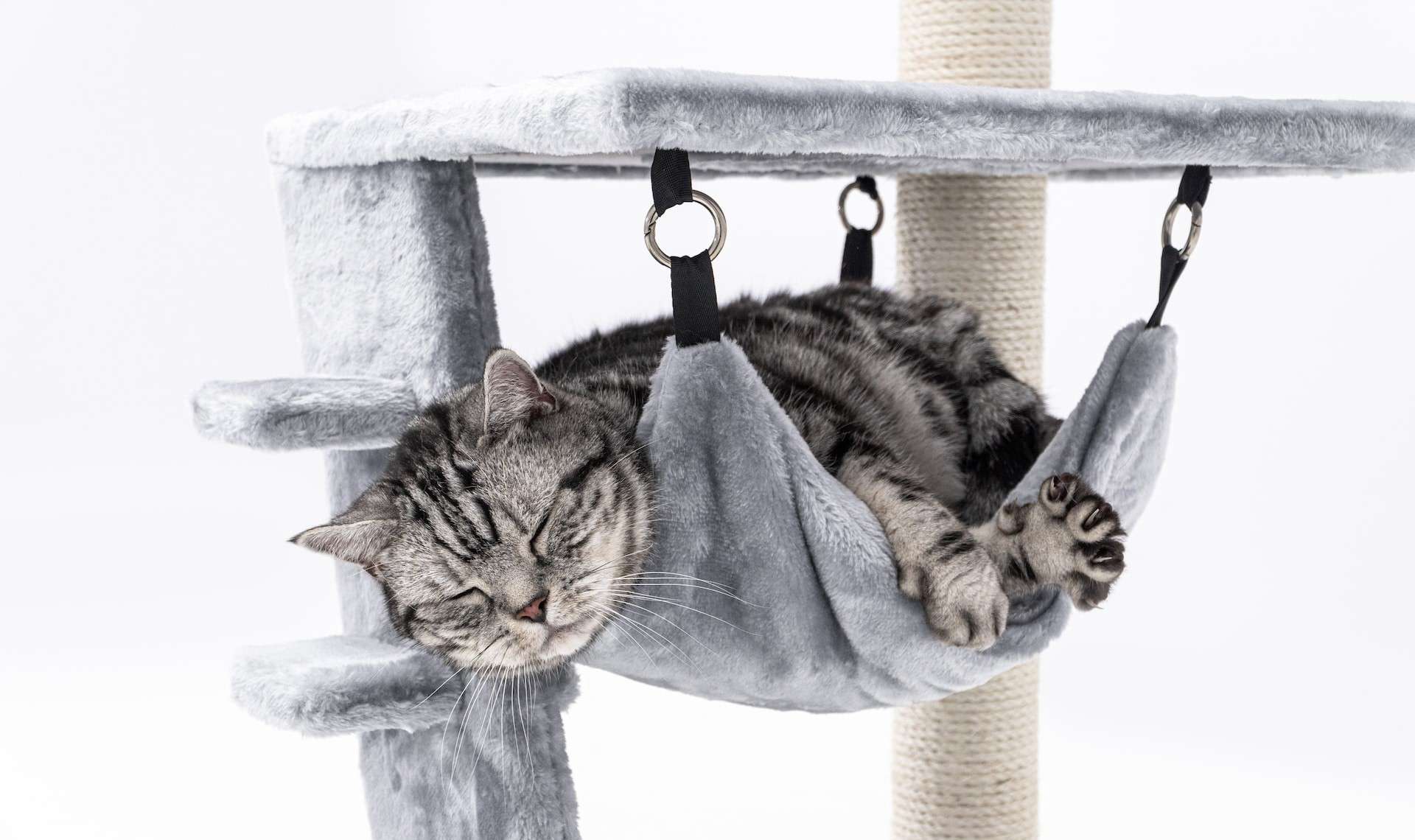 Best Cat Tree Designs