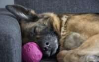 best dog bed for german shepherd