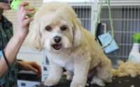 best dog clippers for poodles