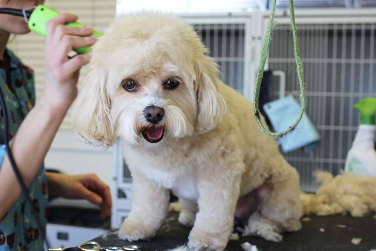 10 Best Dog Clippers for Poodles (2024) Top Picks for Grooming Your