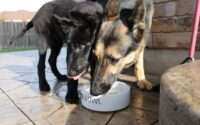 best dog food for german shepherds