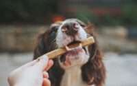 best dog treats for bad breath